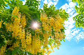 Cassia fistula or Golden shower flowers bloom in the early sunshine