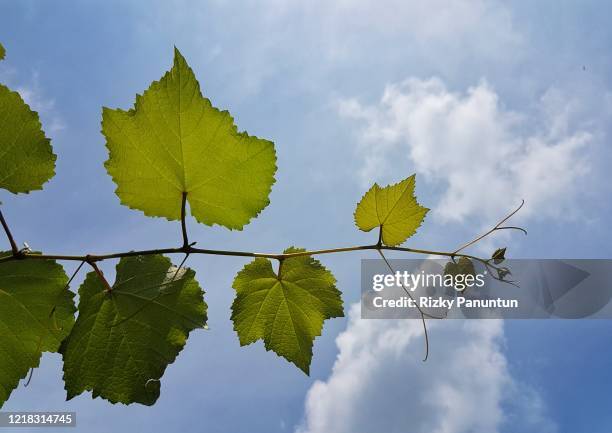 close-up of grape leaves against blue sky - grape leaf stock pictures, royalty-free photos & images
