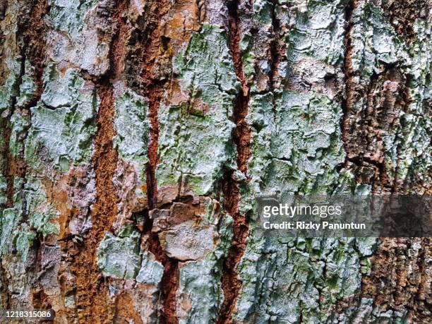 full frame shot of tree bark texture - sliver stock pictures, royalty-free photos & images