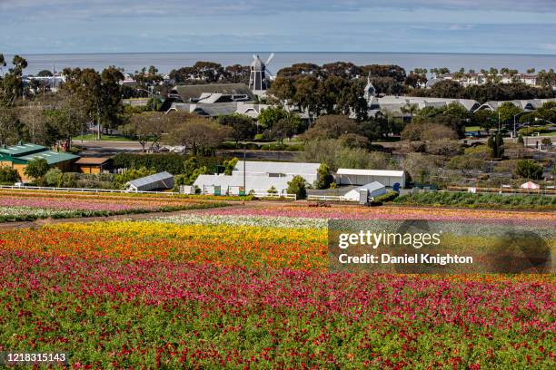 General view of The Flower Fields at Carlsbad Ranch as entertainment venues remain closed due to coronavirus on April 11, 2020 in Carlsbad, just...