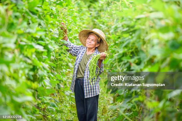 asian agriculturist - a womans vigna stock-fotos und bilder