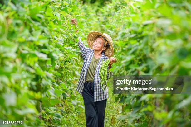 thai gardener - a womans vigna stock-fotos und bilder