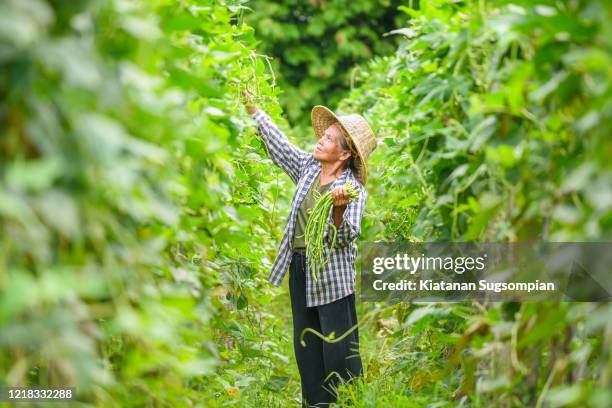 cowpea harvesting - a womans vigna stock-fotos und bilder