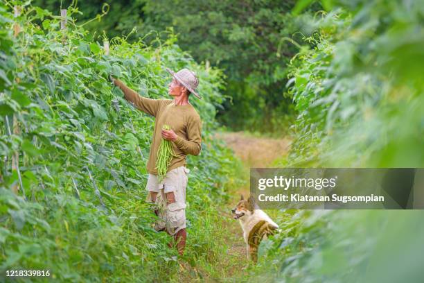 bangkaew thai dog - a womans vigna stock-fotos und bilder