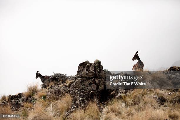 onyx, simien national park, ethiopia, africa - ónix fotografías e imágenes de stock