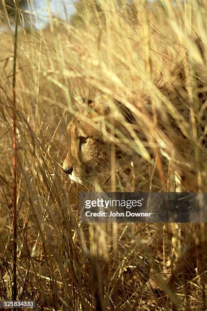 cheetah, acinonyx jubatus, stalking, zimbabwe - stalking stock pictures, royalty-free photos & images