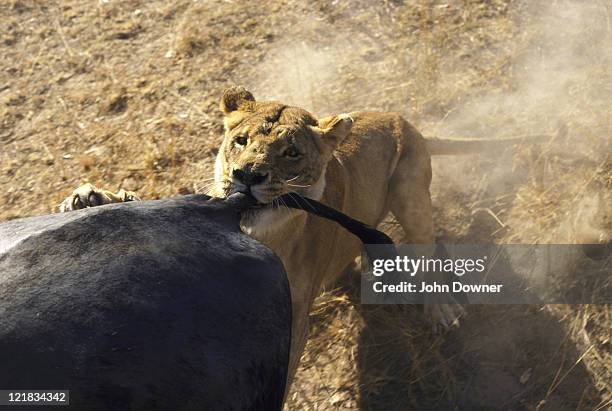 african lion, panthera leo, lioness on buffalo rump, zimbabwe - pounce attack stock pictures, royalty-free photos & images