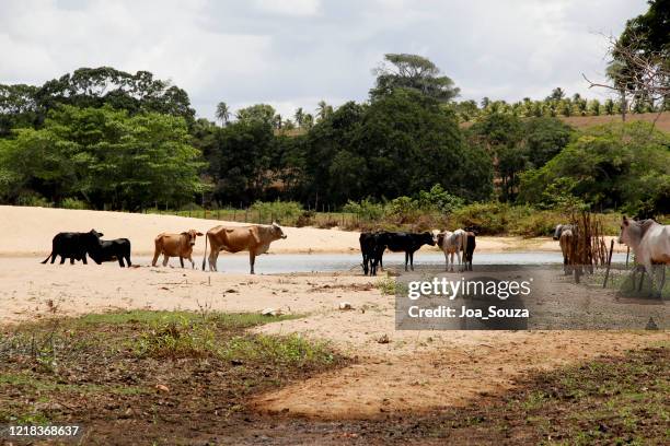 cattle on the itapicuru river bank - foot and mouth disease stock pictures, royalty-free photos & images