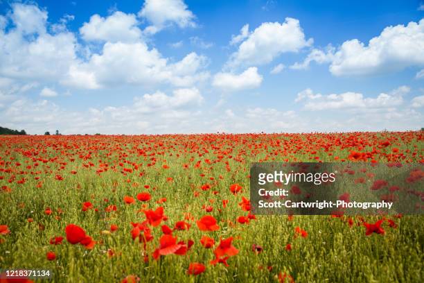 poppy field - fleur de pavot photos et images de collection