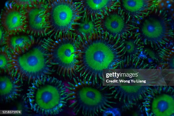 false ultra rasta zoa close up - sea anemones and corals stock pictures, royalty-free photos & images