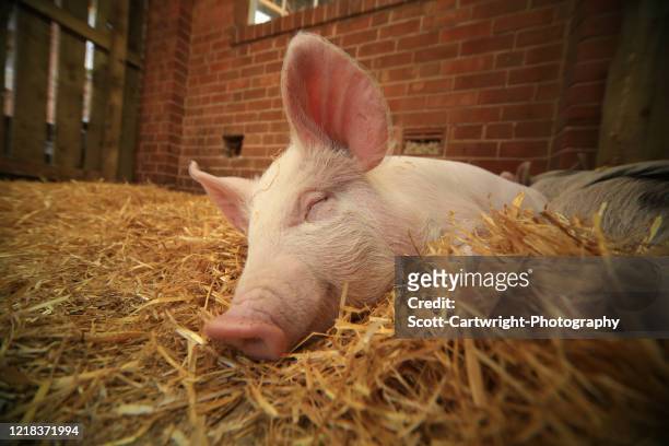 sleeping pig - piglet bildbanksfoton och bilder