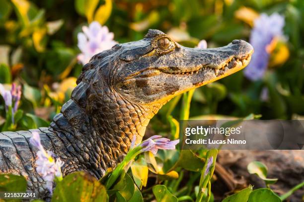 portrait of an alligator in pantanal wetland. - pantanal wetlands stock-fotos und bilder