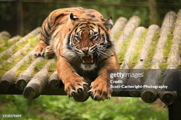 5,254 Giant Tiger Photos and Premium High Res Pictures - Getty Images 5,254 Giant Tiger Photos and Premium High Res Pictures - Getty Images