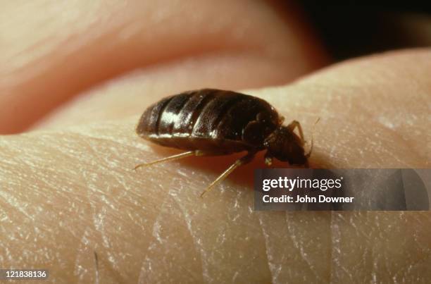 bedbug: cimex lectularius taking blood uk - percevejo da cama imagens e fotografias de stock