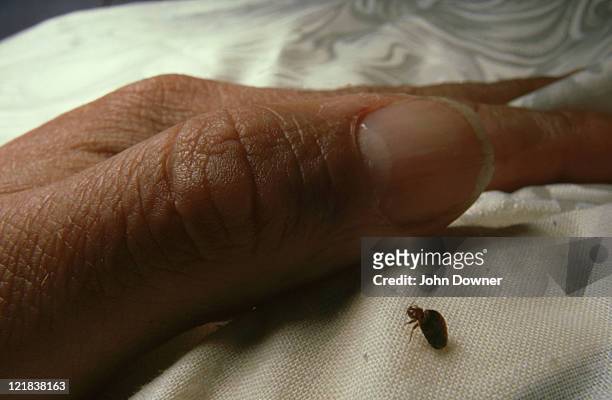 bedbug: cimex lectularius  approaching hand  uk      - chinche fotografías e imágenes de stock