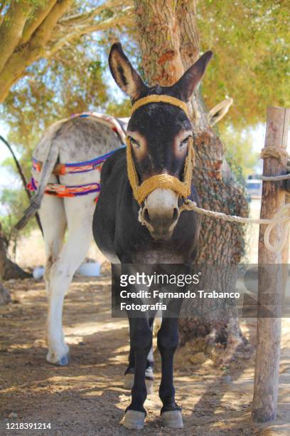 donkeys - donkey stock pictures, royalty-free photos & images