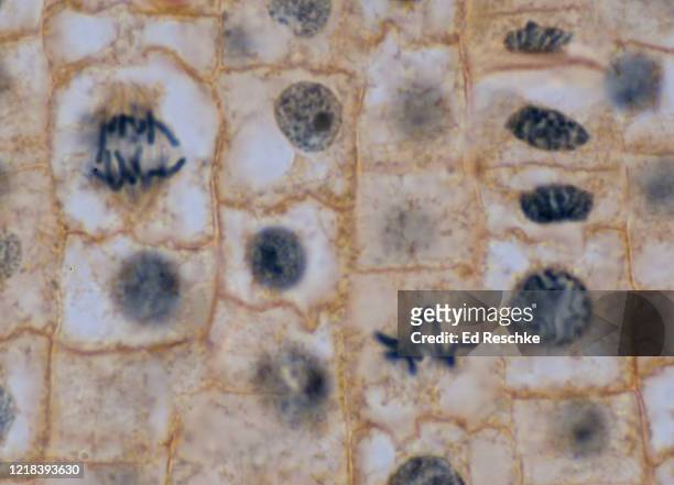 all phases of mitosis---prophase, metaphase, anaphase, telophase and interphase, onion (allium) root tip, 250x - prophase stock pictures, royalty-free photos & images