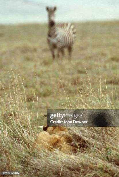 african lion, panthera leo, lioness in ambush, ngorongoro crater, tanzania - tiere bei der jagd stock-fotos und bilder