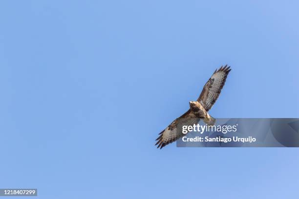 common buzzard flying overhead - eurasian buzzard stock pictures, royalty-free photos & images