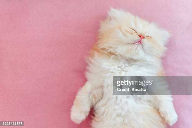 kitten sleep - kitten stock pictures, royalty-free photos & images