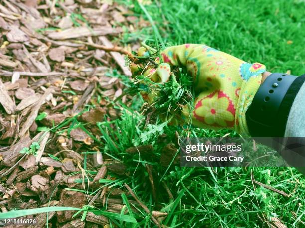 woman removes weeds from garden bed - entfernen stock-fotos und bilder