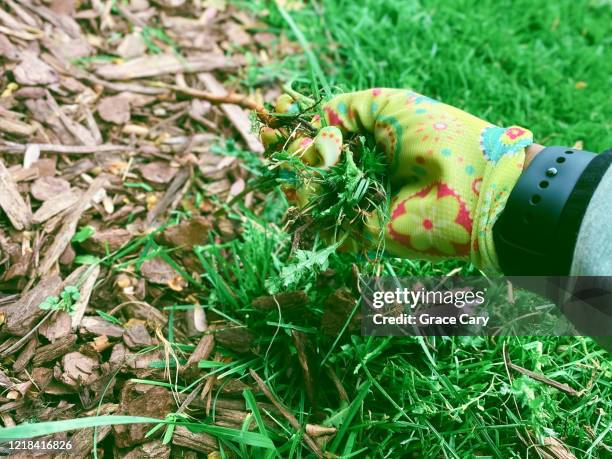 woman removes weeds from garden bed - strappare le erbacce foto e immagini stock