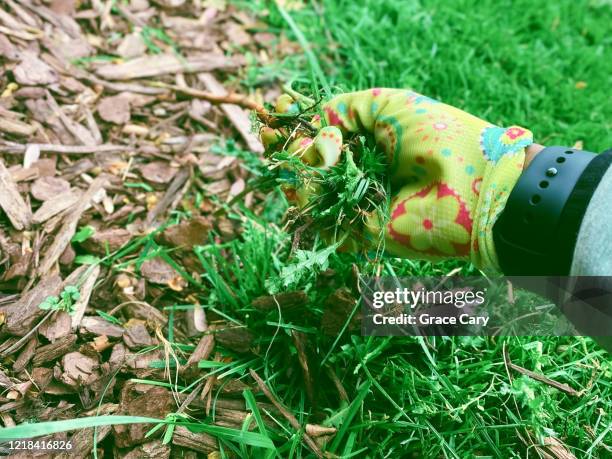woman removes weeds from garden bed - mulch stock pictures, royalty-free photos & images
