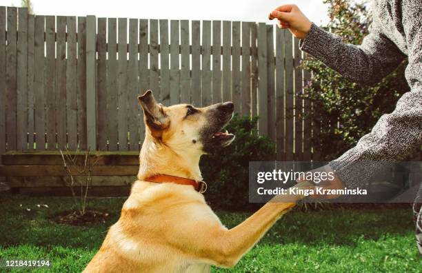 dog giving the paw - animal tricks foto e immagini stock