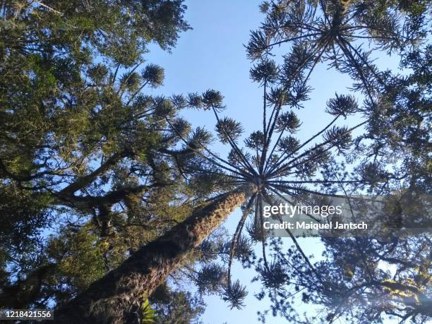 araucaria angustifolia tree paraná pine, brazilian pine or candelabra tree - pinus jeffreyi stock pictures, royalty-free photos & images