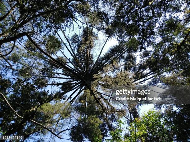 araucaria angustifolia tree paraná pine, brazilian pine or candelabra tree - pinus jeffreyi stock pictures, royalty-free photos & images