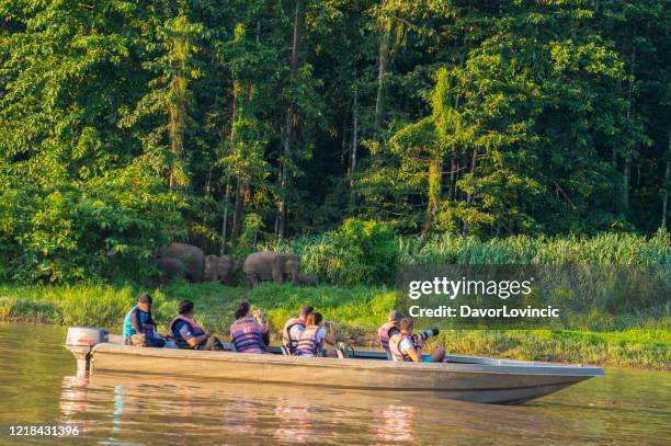 turisti in barca a motore che guardano elefanti pigmei il fiume kinabatangan, sabah. borneo, malesia. - fiume kinabatangan foto e immagini stock