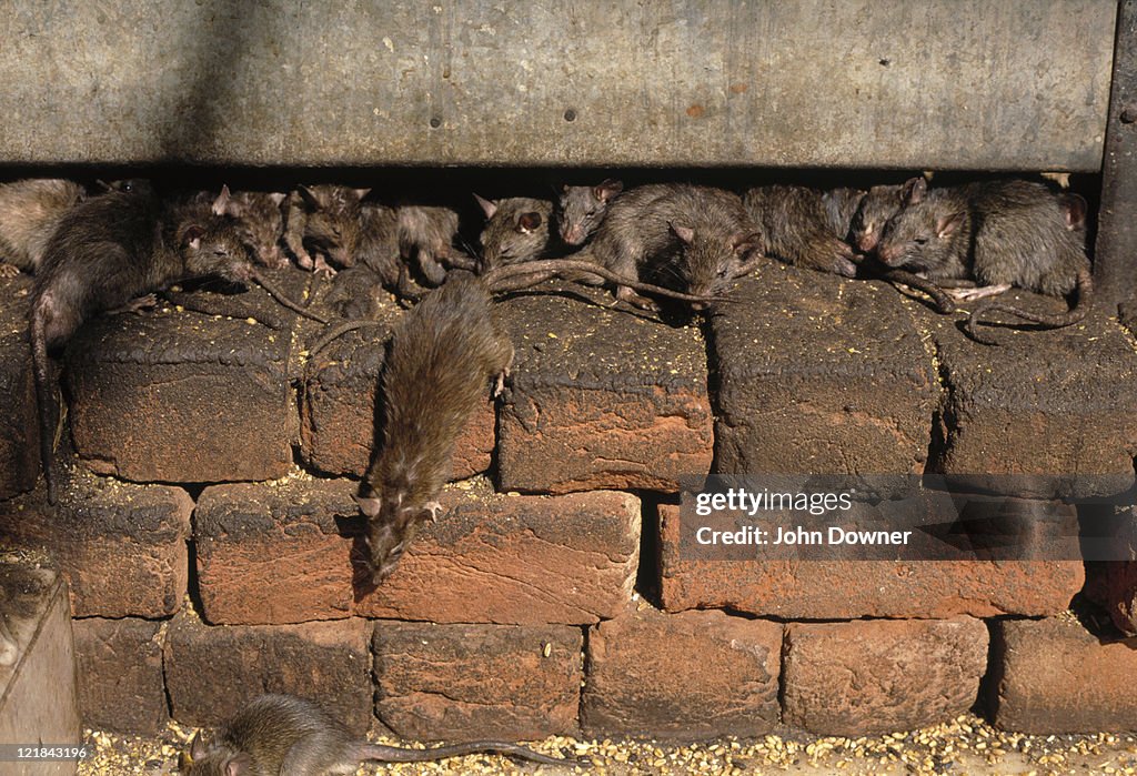 Black rats: rattus rattus  under water tank     