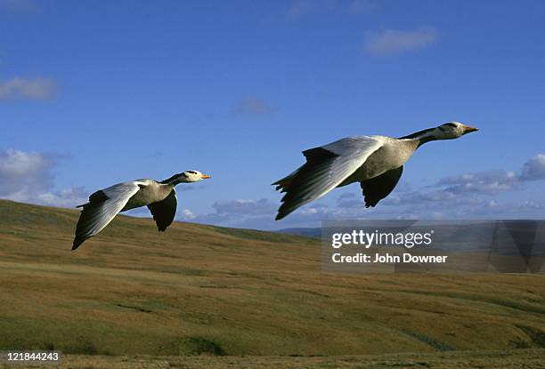 bar-headed geese: anser indicus  in flight      - anser indicus stock pictures, royalty-free photos & images