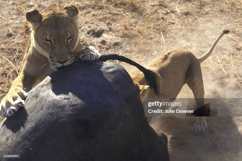 African lion, panthera leo, lioness on buffalo rump, zimbabwe