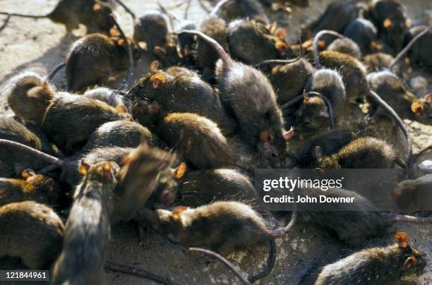 black rat - grande gruppo di animali foto e immagini stock
