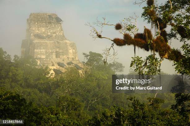 mayan temples rising from the surrounding rain forest canopy, tikal, guatemala - maya guatemala stock pictures, royalty-free photos & images