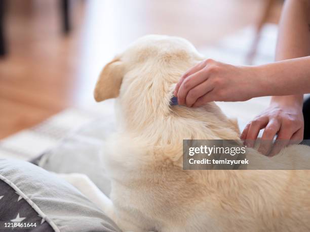 tick and flea prevention for a dog - drug prevention stock pictures, royalty-free photos & images