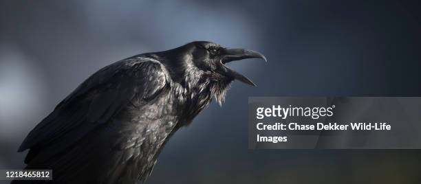 common raven - raven bird stockfoto's en -beelden