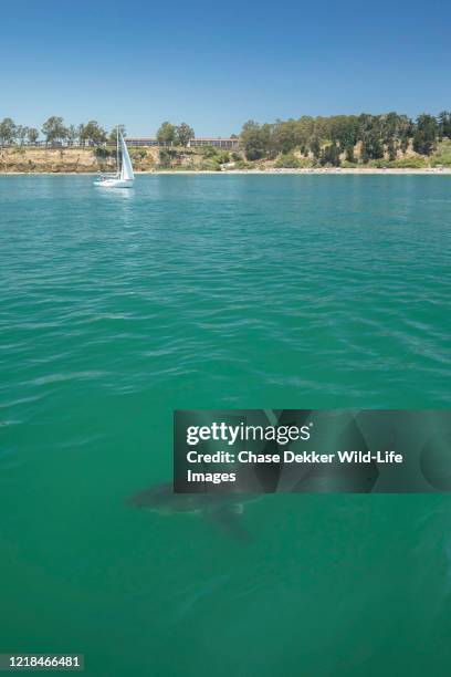 great white shark - dorsal fin stock pictures, royalty-free photos & images