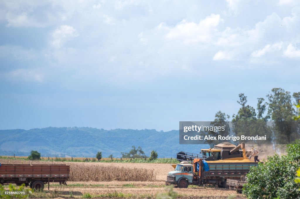 Self-propelled machine harvesting and unloading soybeans