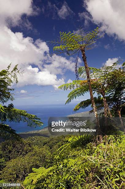 french west indies, guadaloupe natl park - guadeloupe stockfoto's en -beelden