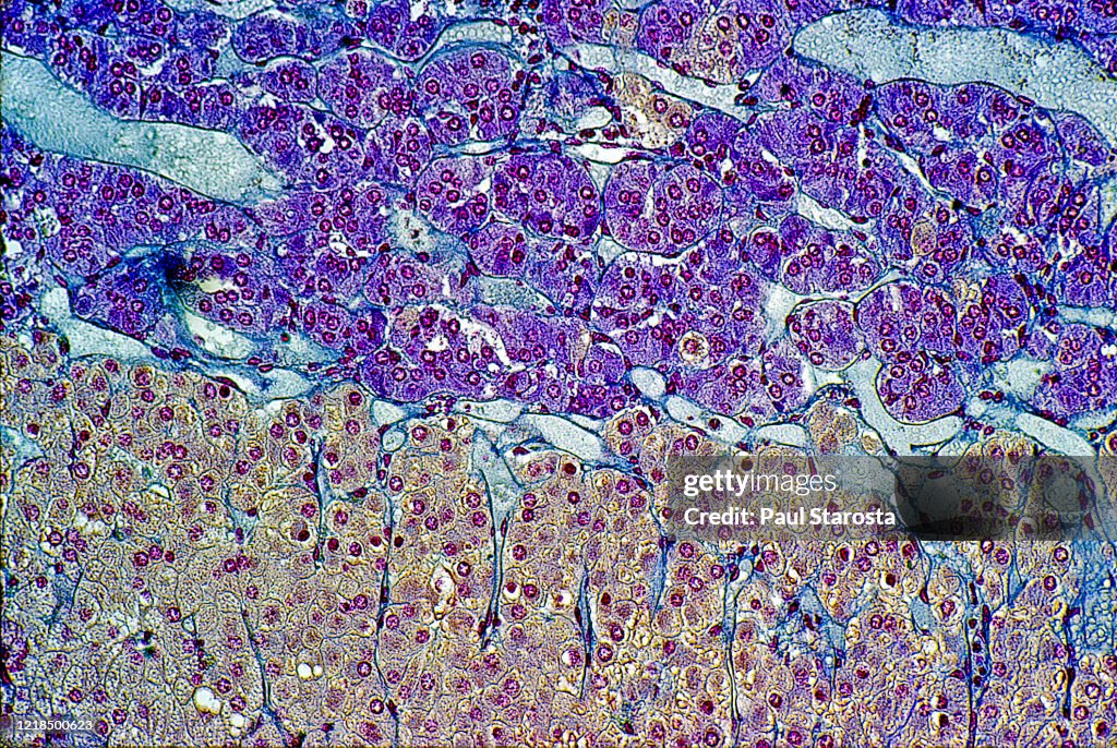 Adrenal gland, suprarenal gland