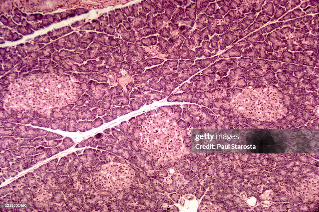 Islets of Langerhans - guinea pig pancreas
