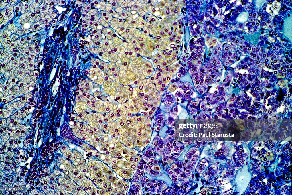 Adrenal gland, suprarenal gland