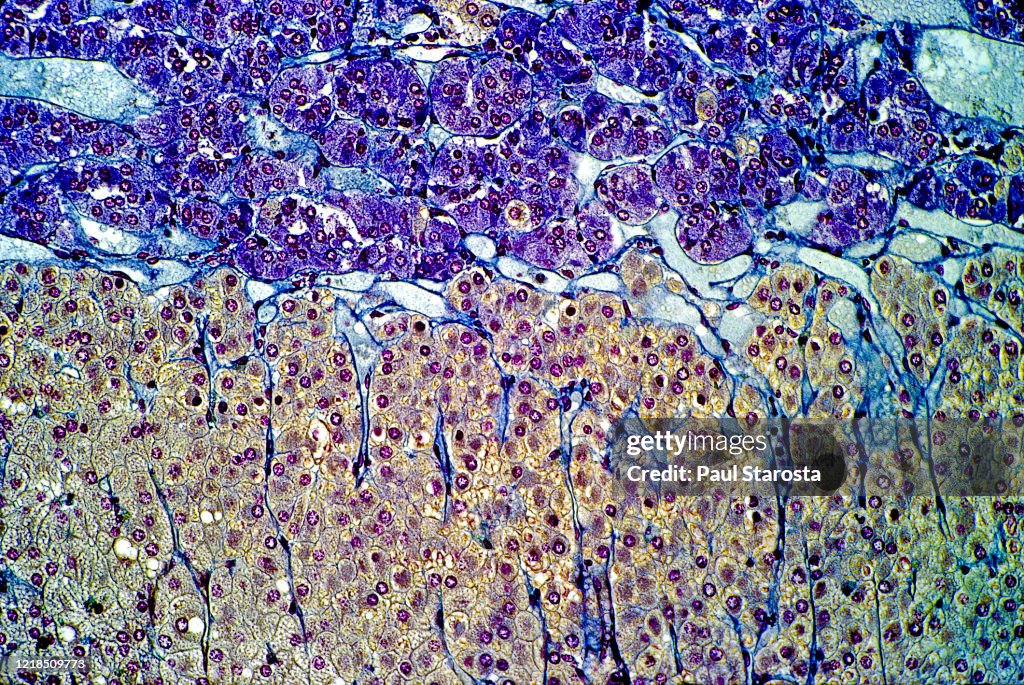 Adrenal gland, suprarenal gland