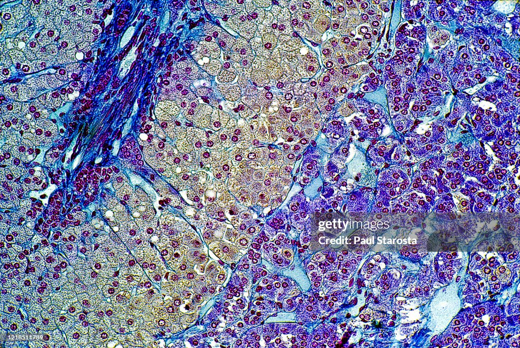 Adrenal gland, suprarenal gland