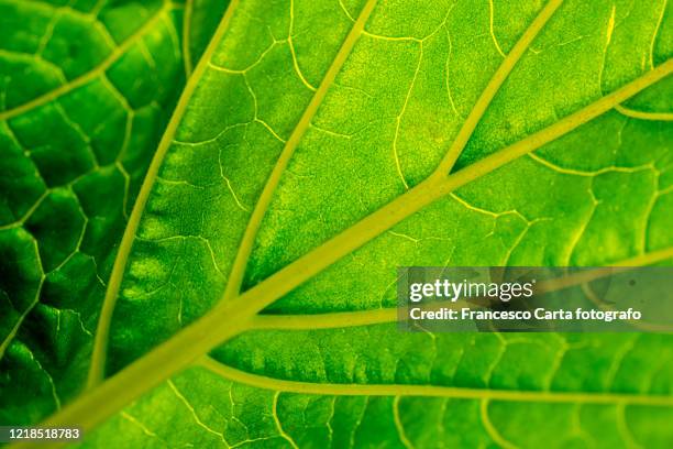 leaf vein macrophotography - texture carta stockfoto's en -beelden