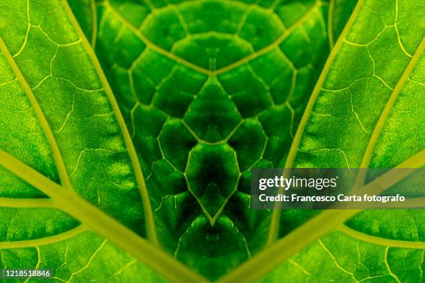 leaf vein macrophotography - texture carta stockfoto's en -beelden