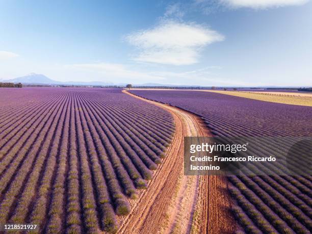 country road through lavender fields in provence, france - track and field 個照片及圖片檔