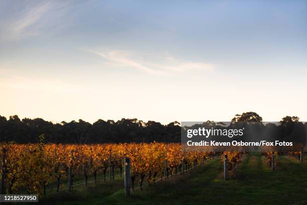 rows of margaret river vines on an autumn evening - margaret river stock pictures, royalty-free photos & images